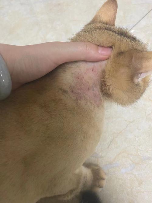 家里养猫容易得皮肤病吗？（养猫得了皮肤病）