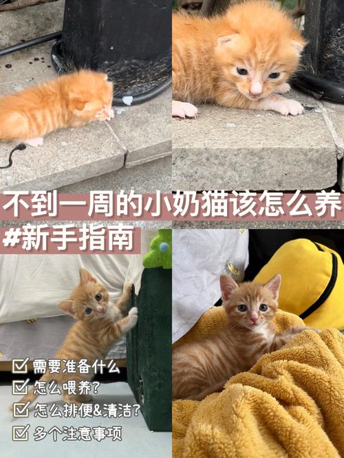 推喵是什么意思？（养猫的伤心故事视频）