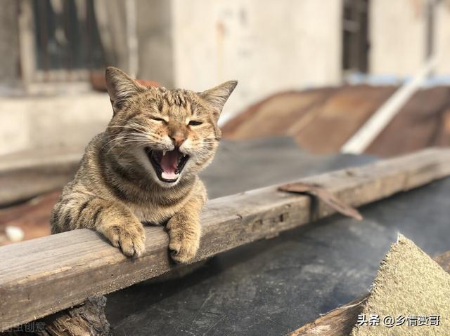 农村的猫怎么养？（懒洋洋养猫视频全集）