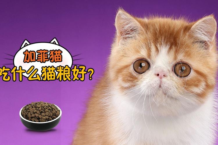 加菲猫怎样喂养？（养猫辅食吃什么）