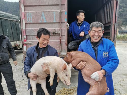 养殖方面比如牛，羊，猪一些家禽，销路该怎么做呢？（畜牧企业生猪销售）