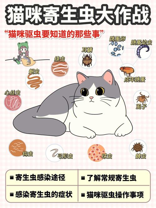 家里猫虱怎么彻底消灭？（老人养猫怎么驱虫好）