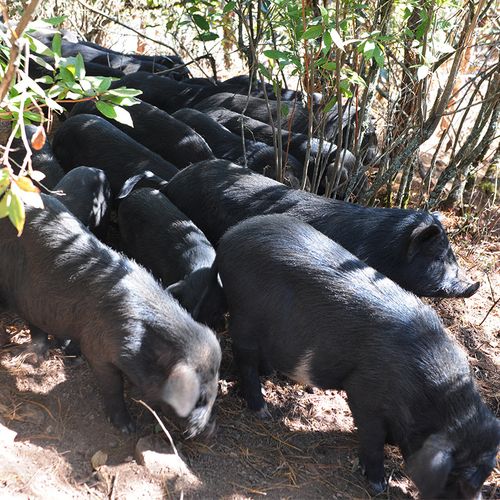 你认为云南的什么小吃最好吃？（宾川今日生猪走势）