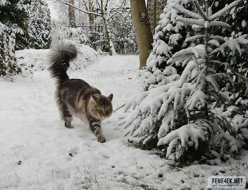 下雪能带猫出去吗？（养猫看到雪花飘落了）