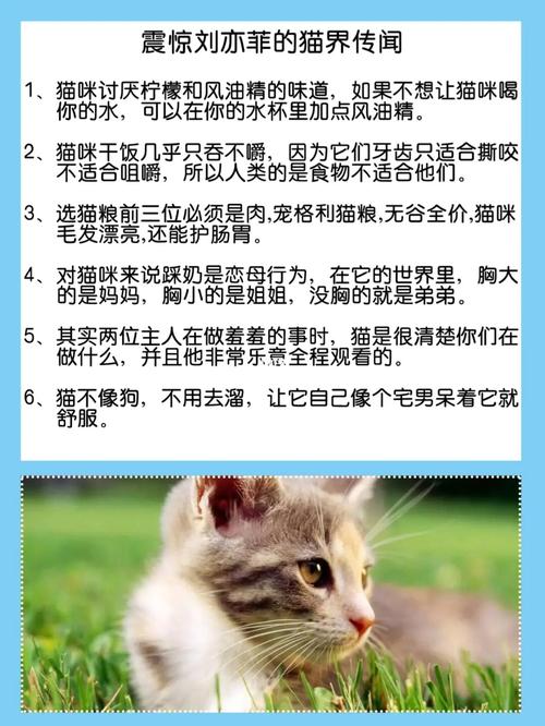 刚出生的小猫冷知识？（刚养猫的小知识）