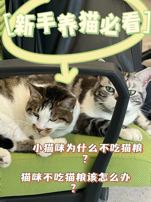 猫不吃猫粮的办法？（宠物不吃饭怎么养猫）