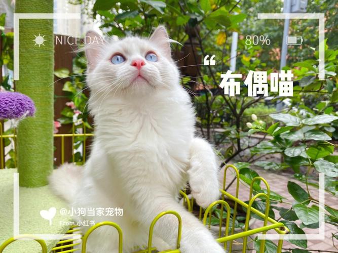 重庆的猫叫什么？（重庆为什么爱养猫）