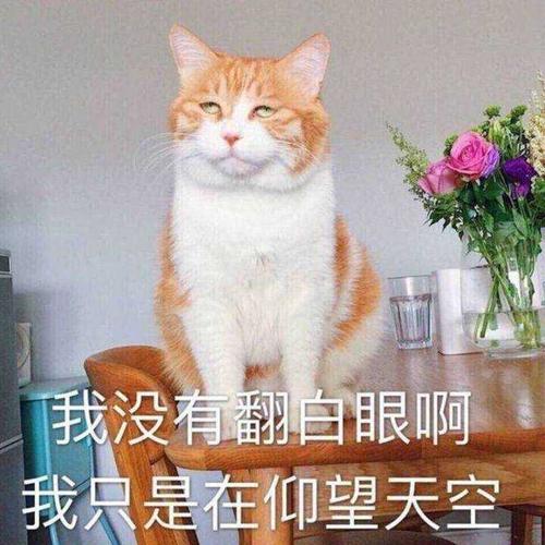 一猫两人三餐四季朋友圈文案？（长期养猫的感觉说说）