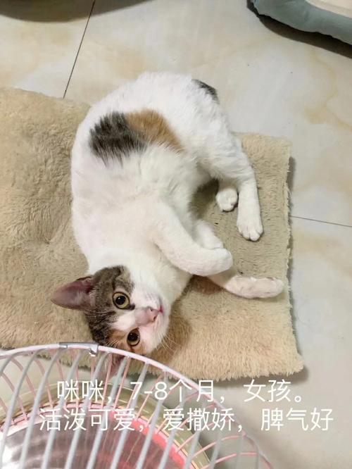 为什么有人说捡猫回家不好？（南宁找领养猫狗）