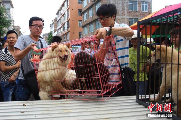 鹤壁市星期几有狗市？（河南养狗办证）