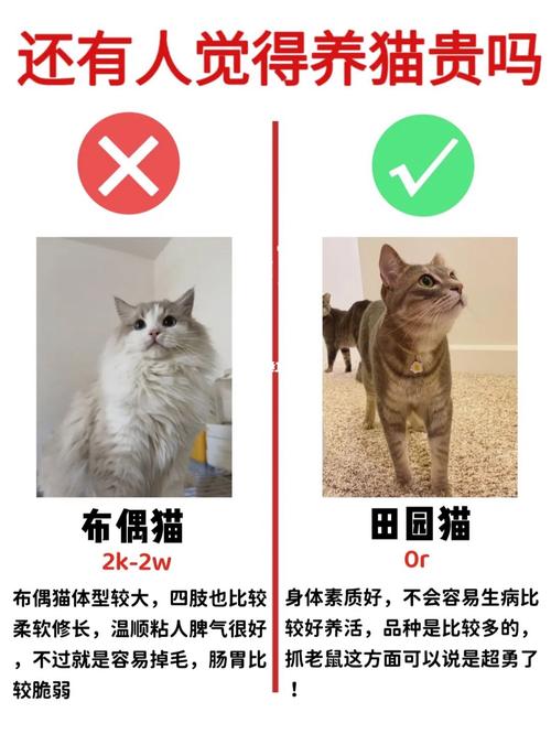 怎么养猫才能最省钱？（养猫生病省钱攻略图）