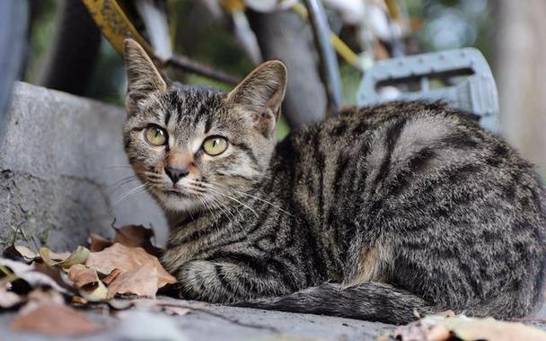 狸花猫与野猫的区别？（田间地头养猫视频播放）