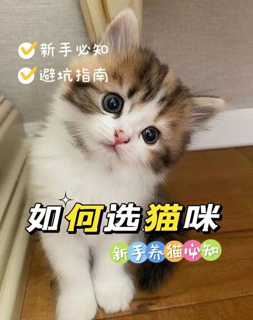 猫咪咬数据线怎么办？（橙子和小黑养猫记）