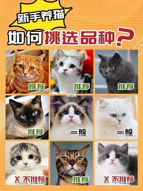 新手养猫买什么品种猫？（新手养猫品种 优缺点）