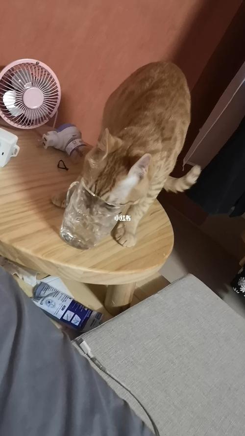 养猫会把家里的杯子打烂吗？（养猫用什么水杯最好）