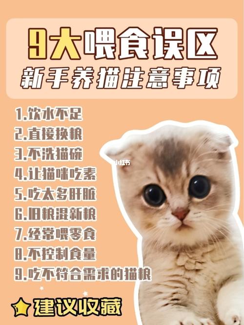 养猫的注意事项和建议？（养猫要如何养才好）