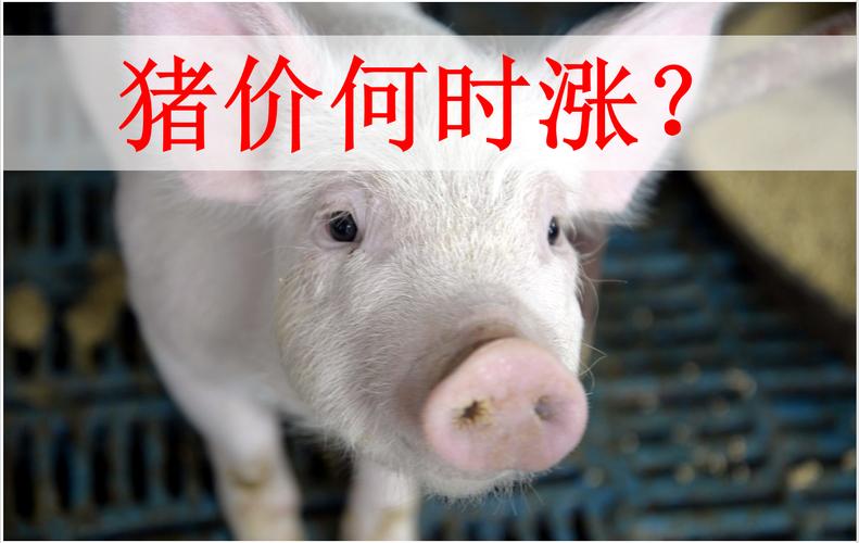 洪水对猪肉有什么影响？（河北今日生猪最新价格）