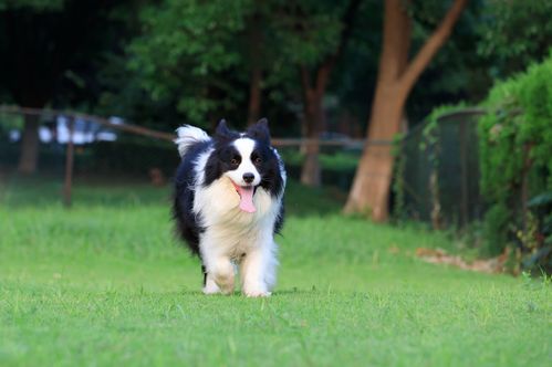 边境牧羊犬打架厉害吗，非洲野狗和牧羊犬打？（养狗夫妻打架）