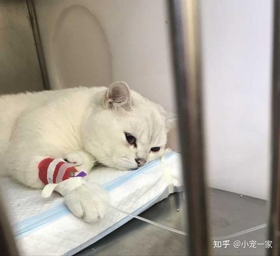 楼道养猫谁负责？（明明工资不高还要养猫）