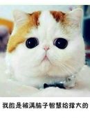 朋友圈晒猫猫幽默配文？（搞笑养猫的快乐说说）