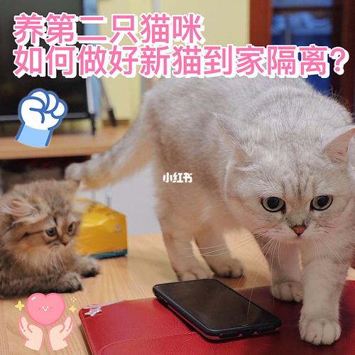 家里忽然来了新猫，怎么让它们和原本就在的猫和睦相处？（怎么给家里养猫咪）