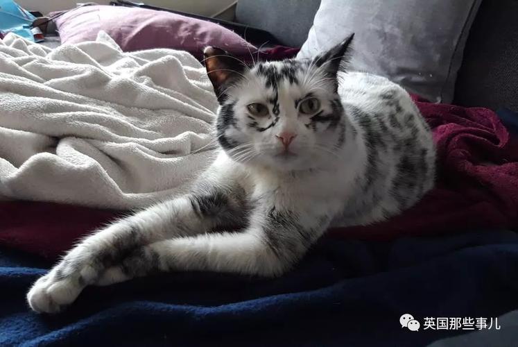 狗鼻头褪色怎么办？（白癜风可以养猫狗吗）