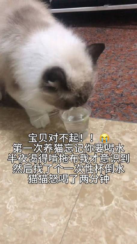 第一次养猫发朋友圈文案？（养猫过程的文案短句）