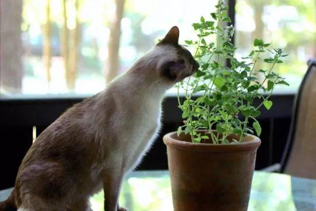 花草可以和猫一起养吗？（家里养猫破坏植物吗）