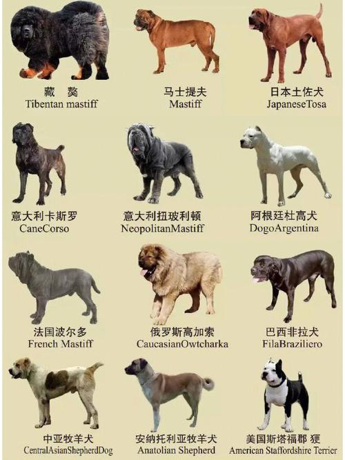 上海可以养的大型犬名单？（上海养狗花费）