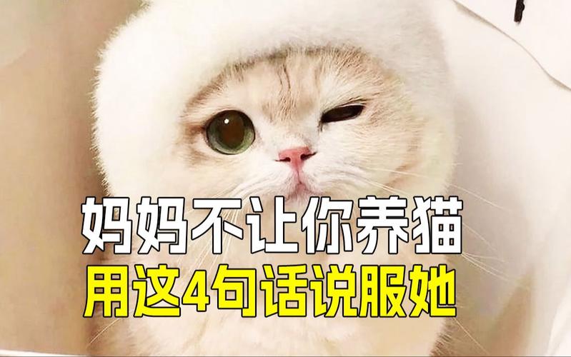 养猫感悟句子？（骗你养猫的句子图片）