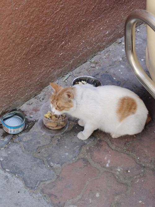 关心流浪猫的句子？（疫情宿舍养猫的说说）