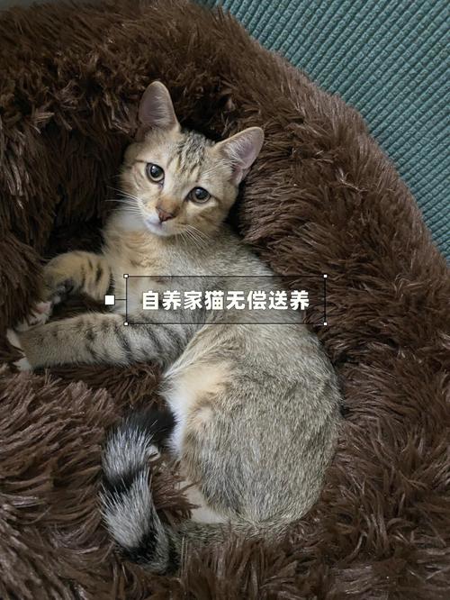 猫养不了了怎么找领养？（余姚送养猫咪中介）