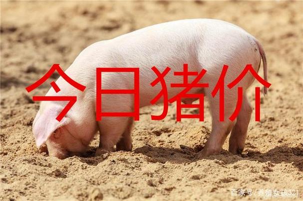 大学生毕业回家去养猪，大家认为怎么样？（南阳地区今日生猪价格）