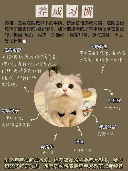 养猫的十条经验？（为了养猫都做什么）