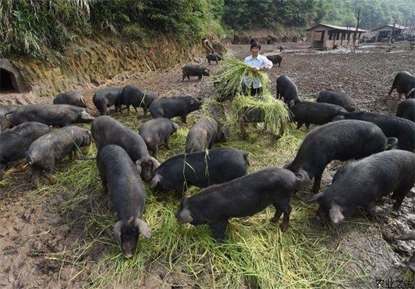 黑猪净肉率？（济阳区今日生猪价格）