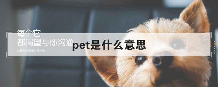 pet是什么意思？（你为啥要养猫英文）