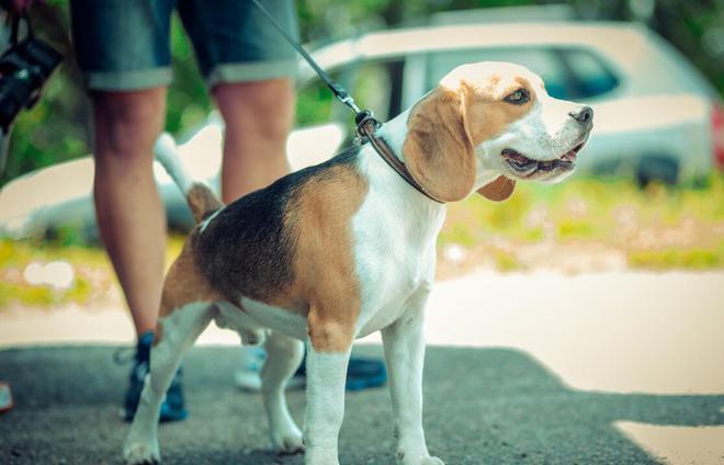 养大型犬不牵绳,到底找谁投诉最有效?（江宁养狗管理）