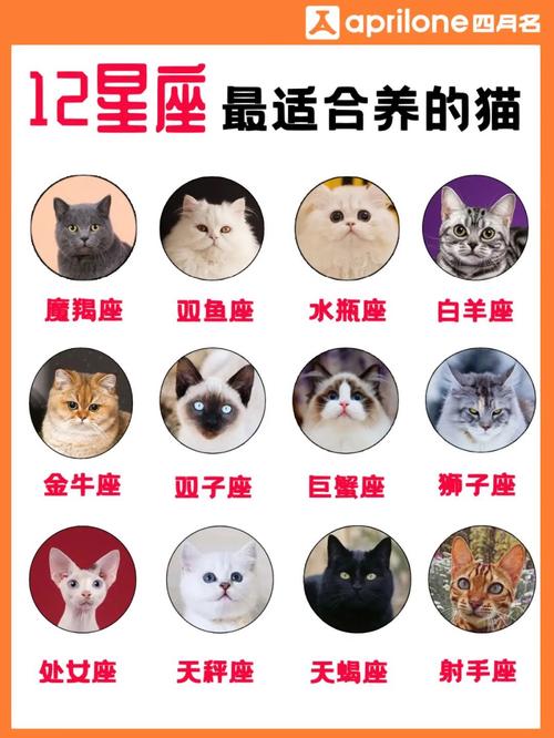 什么猫聪明听话又好养还便宜？（养猫的人什么星座最好）