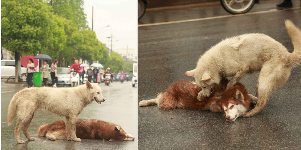 狗狗自己过马路时被车撞死了，车没停跑了怎么办？（棺材里养狗）