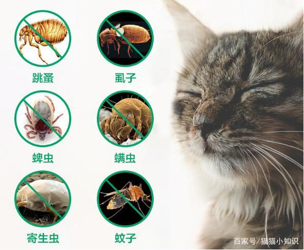 家养猫有猫蚤吗？（家养猫有钩虫吗）