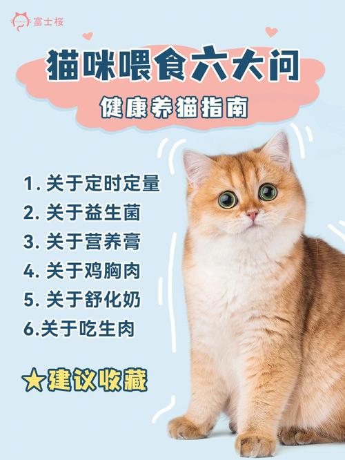 猫每天吃口粮还需要吃什么？（怎样平衡养猫和工作）