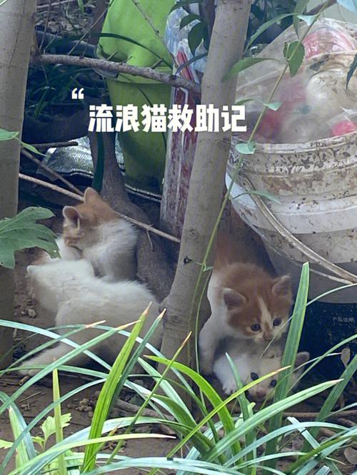 地下车库有流浪猫物业负责吗？（怎么养猫才不上车）