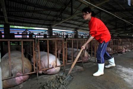 按温氏规模建1500头的猪场，年出3000头的，大概要多少钱？（温氏生猪养殖布局）