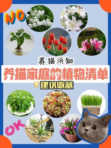 什么植物对猫咪有好处？（养猫的话养什么植物）