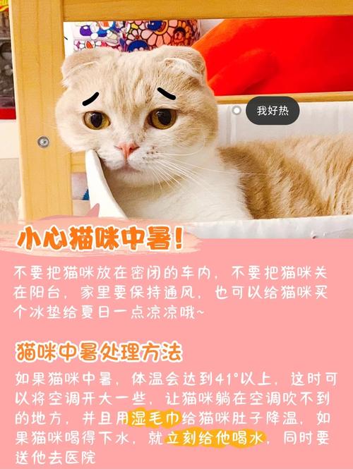 养猫怎么开空调？（夏天没空调怎样养猫）