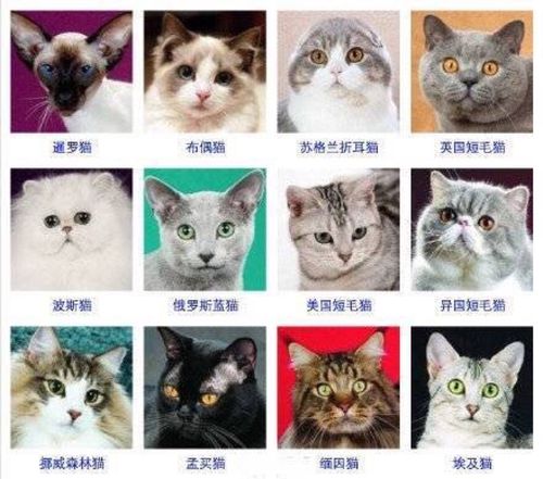 自己家养的猫是什么品种？（家养猫的分类依据）